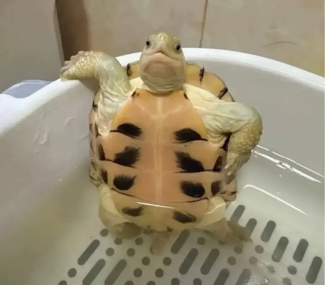 Une tortue à moitié dans l'eau d'une bassine, se tient comme un humain un bras sur le bord, l'air assuré comme un dépanneur professionnel ou un spécialiste qui délivre uen expertise.